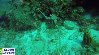 Caribbean Spiny Lobster in Portland Jamaica || Yardie Divers