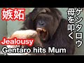 Gentaro hits Mum Genki out of jealousy for Kintaro🌸ゲンタロウは弟への嫉妬心から母ゲンキを叩く【KyotoZoo京都市動物園】 2021/12/12