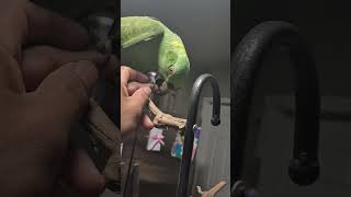 Mi Loro Río Hermoso