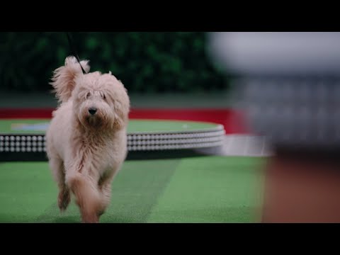 Video: Iklan yang Menghibur: Anjing Membantu Orang yang Sudah Terlihat Terlalu Banyak [Video]