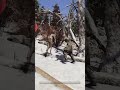 Los calcinados no son tan malos 😵