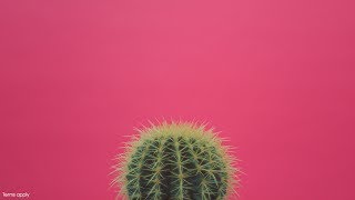 Cactus vs Yellow Balloon | giffgaff | 2 of 4