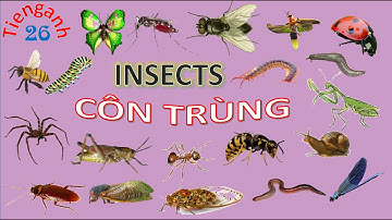 English vocabulary about insects - Chủ đề từ vựng tiếng Anh về các loại côn trùng.