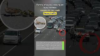 Family Of Ducks Crossing On Busy Freeway Causes Six-Car Crash, Heavy Traffic