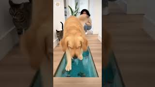 😂🐾🐟555 IQ Cat vs Dog… #funny #pets