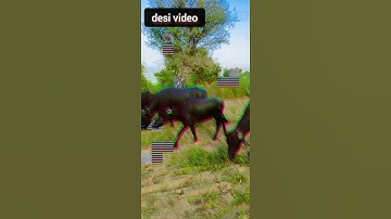 Desi Jaat Video 👿 Jaat power // #short #jaat