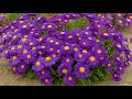A Annual Lavender Is Or Perennial