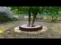 💚 GARDEN DESIGN 98 - Klomb pod drzewem i z polnych kamieni - Flowerbeds - tree ring and field stones
