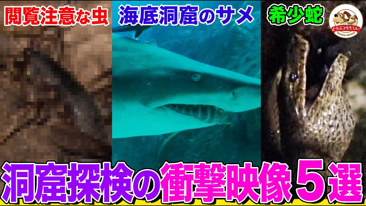 【閲覧注意】ヤバすぎる洞窟潜入映像５選！サメ、ヘビ、無数のゴ○ブリ！ゾウの集団や”黒い龍”まで…驚きだらけの洞窟探検まとめ【どうぶつ奇想天外／WAKUWAKU】