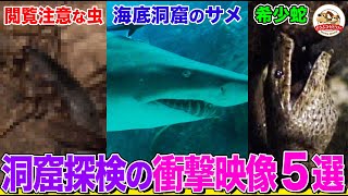 【閲覧注意】ヤバすぎる洞窟潜入映像５選！サメ、ヘビ、無数のゴ○ブリ！ゾウの集団や”黒い龍”まで…驚きだらけの洞窟探検まとめ【どうぶつ奇想天外／WAKUWAKU】