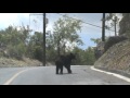 CAMINANDO EL OSO COMO EN SU CASA