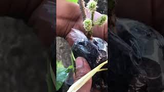 Grafting Branches Tree With Rice Husk Charcoal Get Roots