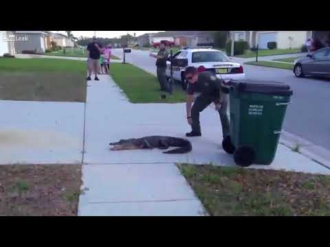 Video: Alligator Fångad På Skolan I Florida