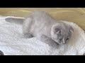 Cute Lilac Scottish Fold 2 months old kittens first day at his new home 😻 💝