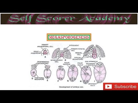 Megasporogenesis - YouTube