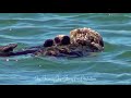 MOM AND PUP OTTERS QUIET TIME TOGETHER in 4K