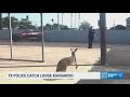 Escaped kangaroo captured after hopping through Texas streets