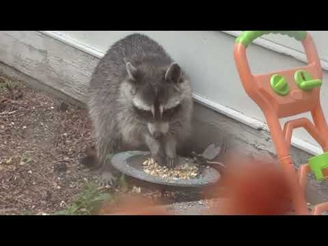 Raccoon in the Yard!