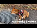 散歩中の醍醐味。相撲取りポーズが魅力的