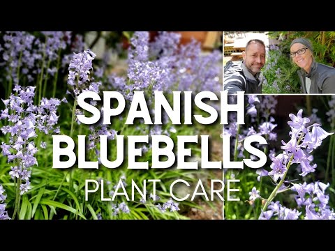 💙 Spanish Bluebells | Caring for Spanish Bluebells 💙