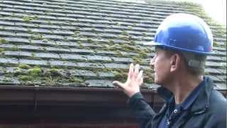 Roof Moss Problems | Dalton Roofing
