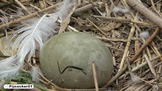 Cygnets Leave Nest Day 4 Mute Swan Clutch