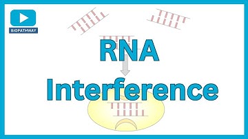 RNA Interference | RISC and Drosha | siRNA miRNA shRNA