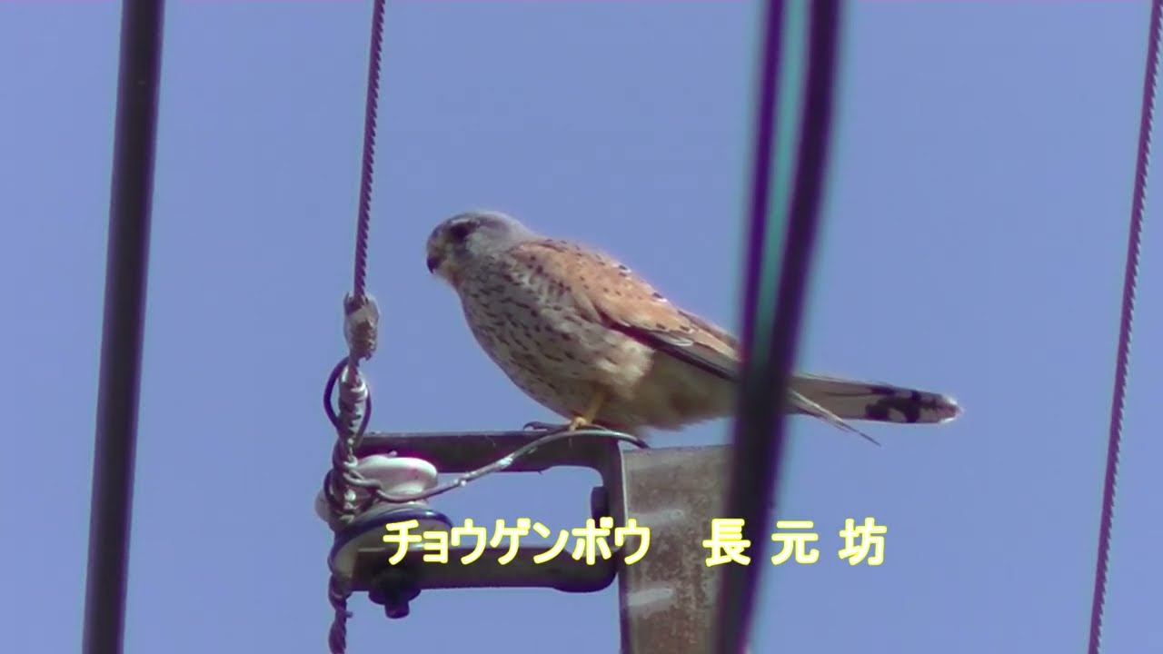 チョウゲンボウ 長元坊　Common Kestrel