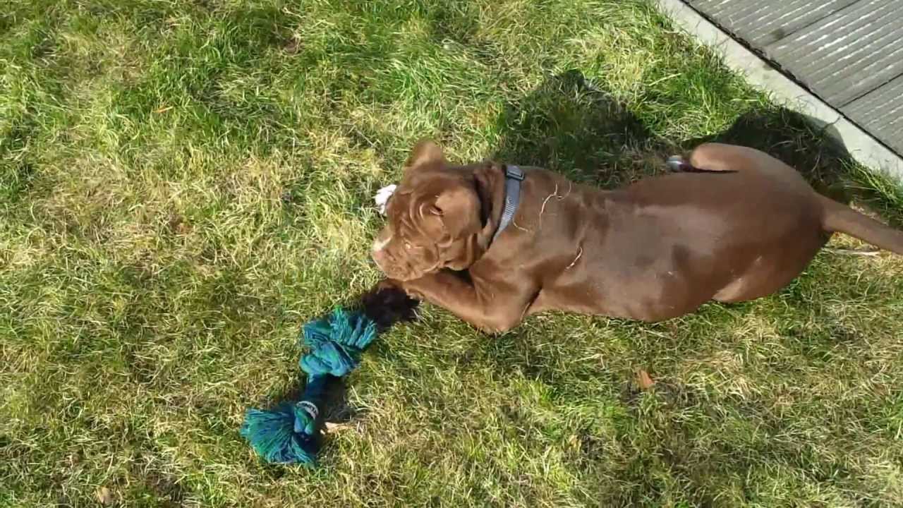 Labrador Boxer Oeb Mix Puppy 13 Weeks Youtube