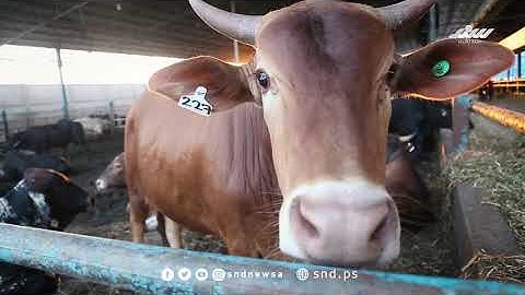 أجواء استقبال عيد الأضحى في غزة