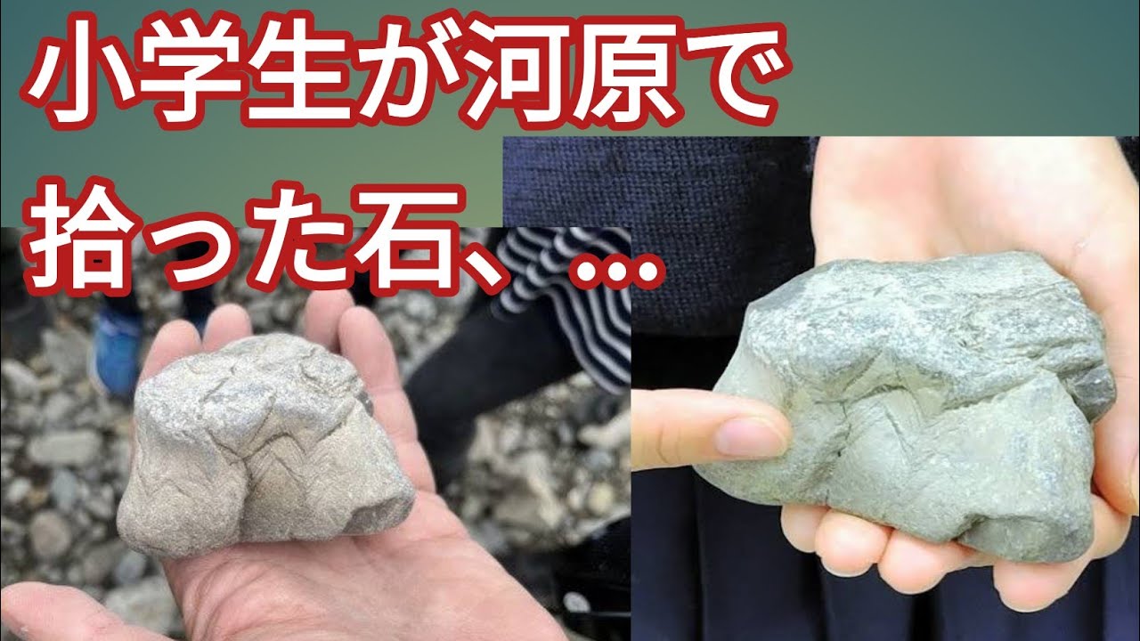 小学生が河原で拾った石、実は半世紀ぶり発見の希少構造持つ石だった