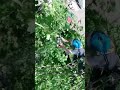 Working through the canopy! #treework #treecutting #chainsaw
