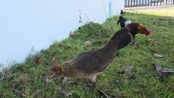 Thaij kuv 2 tus qaib rau peb saib dua 3/12/2025