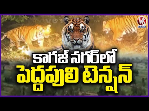 Tiger Spotted In Anukoda Forest Area, Kagaznagar | Komaram Bheem Asifabad District | V6 News - V6NEWSTELUGU
