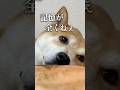 記憶を無くした柴犬