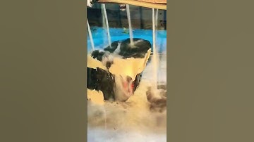 cắt ngọc phỉ thúy #ngocphithuy #jade #ruby #gemstone #love