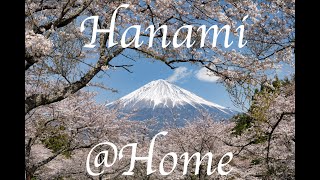 【4K】Hanami at Home【Scenic Screensaver】