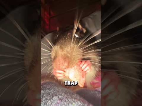 Rats can laugh😉