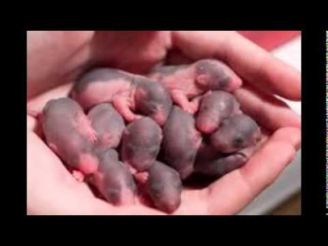 rat-images-and-stock-photos|cartoon-rat-&-cute-rat-pictures-,images,-stock-pictures