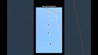 Real Life Acrobats? High Voltage Wire Walkers!