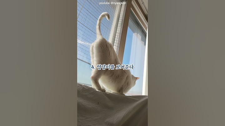 고양이가 집사를 사랑한다는 증거 7가지