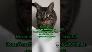 Download Lagu Consistentie is de sleutel! 🐈 #ilovecat #catreels #kittycat MP3