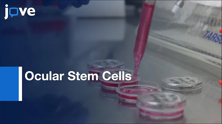 Oxidative Damage in Ocular Stem Cells in Response to (UV-C) Damage | Protocol Preview