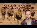 Gang de tueurs  les lions de mapogo