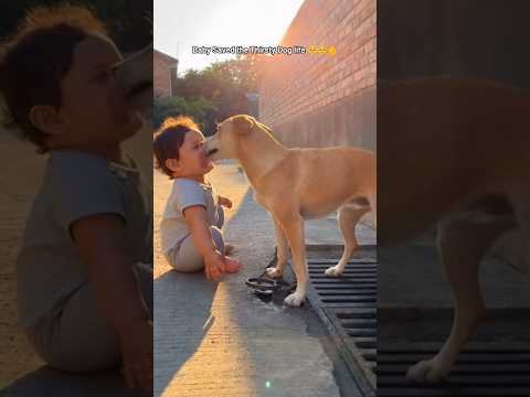 Emotional Dog scene You’ll See Today Baby Saves Thirsty Dog life #kindness #uk  #fyp #shortsfeed