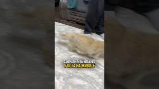 Замечали ли вы загадочный животик, который покачивается у кота при ходьбе 🐈