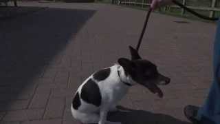 degenerative disc disease in dogs