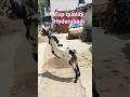 Top quality Hyderabadi Bakra Ablak goat in Hyderabad