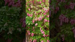 Stunning Japanese Pieris: A Garden Marvel #shorts #japanese @Plants-World