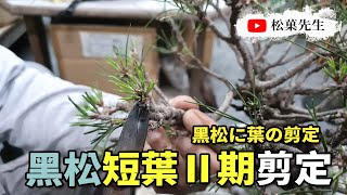 盆栽教學| 黑松短葉二期剪定 | 黑松に葉の剪定法2期【松菓先生】How to Prune the Black Pine Bonsai